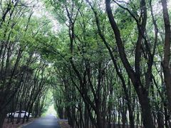 -广富林郊野公园