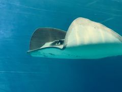 -珠海长隆海洋王国