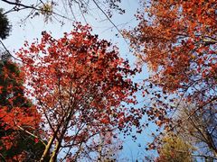 -田野绿世界