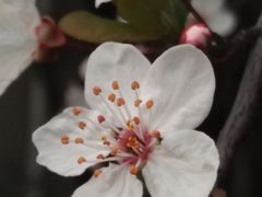 -武汉大学-樱园