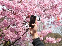 -天适樱花悠乐园