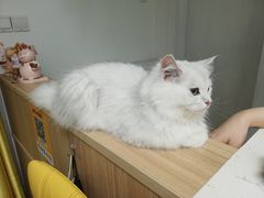 -猫在这儿猫咪咖啡馆·撸猫馆