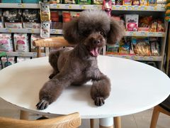 -我爱吾宠宠物美容院(朝阳路店)