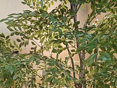 -金鼎轩(鸟巢北辰荟店)