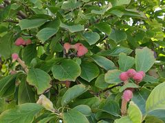 -国家图书馆·古籍馆