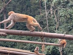 -西双版纳原始森林公园