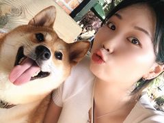-柴犬高等学院·狗咖·柴犬售卖·宠物训练