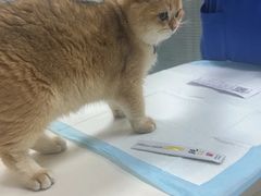 -美美宠物诊疗中心·异宠·骨科(滨江东信分院)