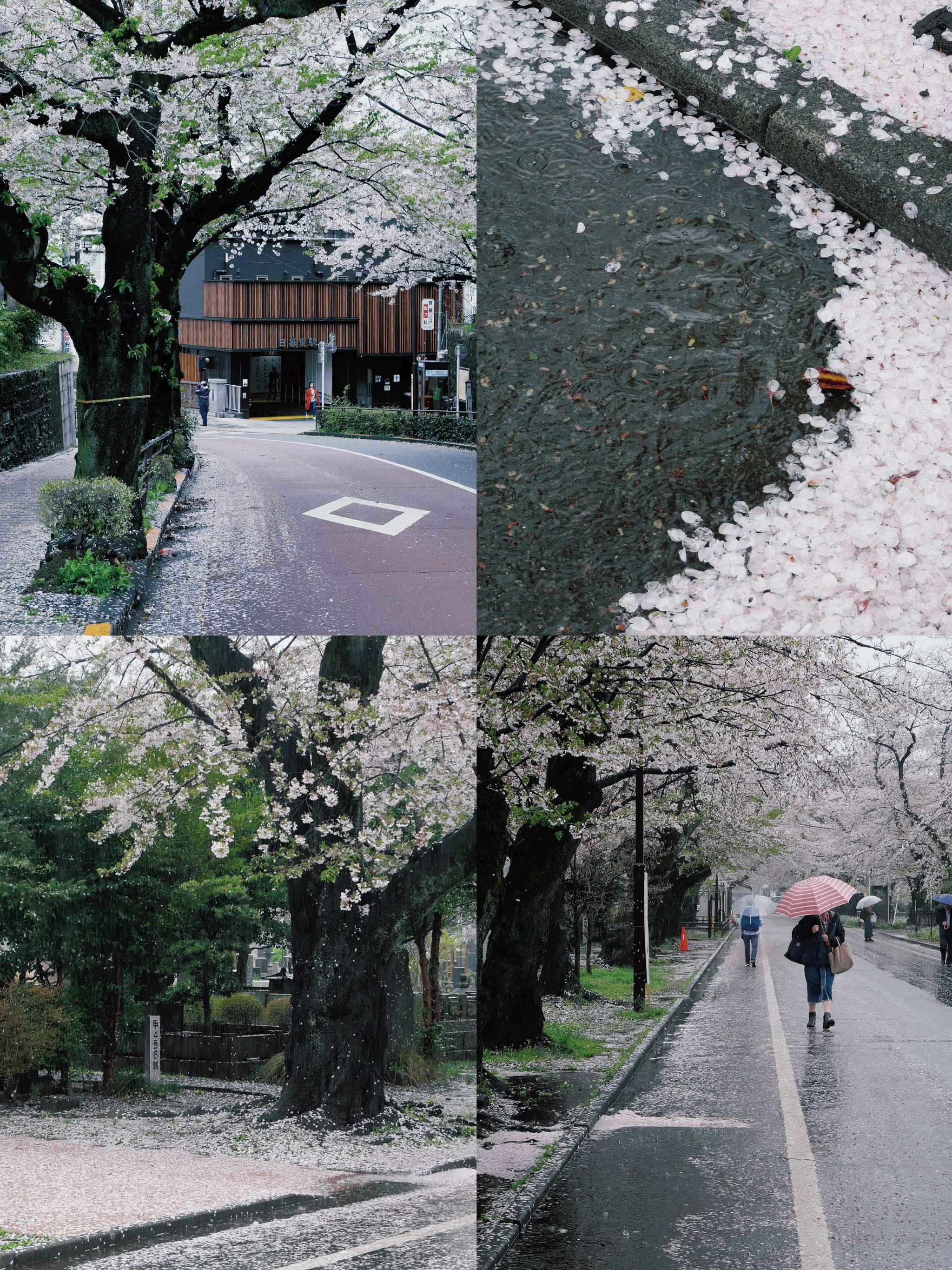 东京日暮里 94谷中下町散步 看樱吹雪