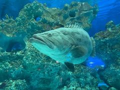 -芜湖新华联大白鲸海洋公园