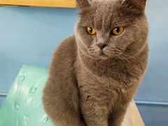 -猫咪咖啡·猫咖(万达广场店)