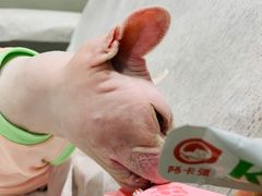 -藏猫猫咖啡主题馆(中央大道店)