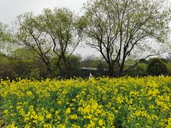 -八卦田遗址公园