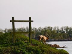 -盐城丹顶鹤湿地生态旅游区