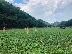 -广州市石门国家森林公园