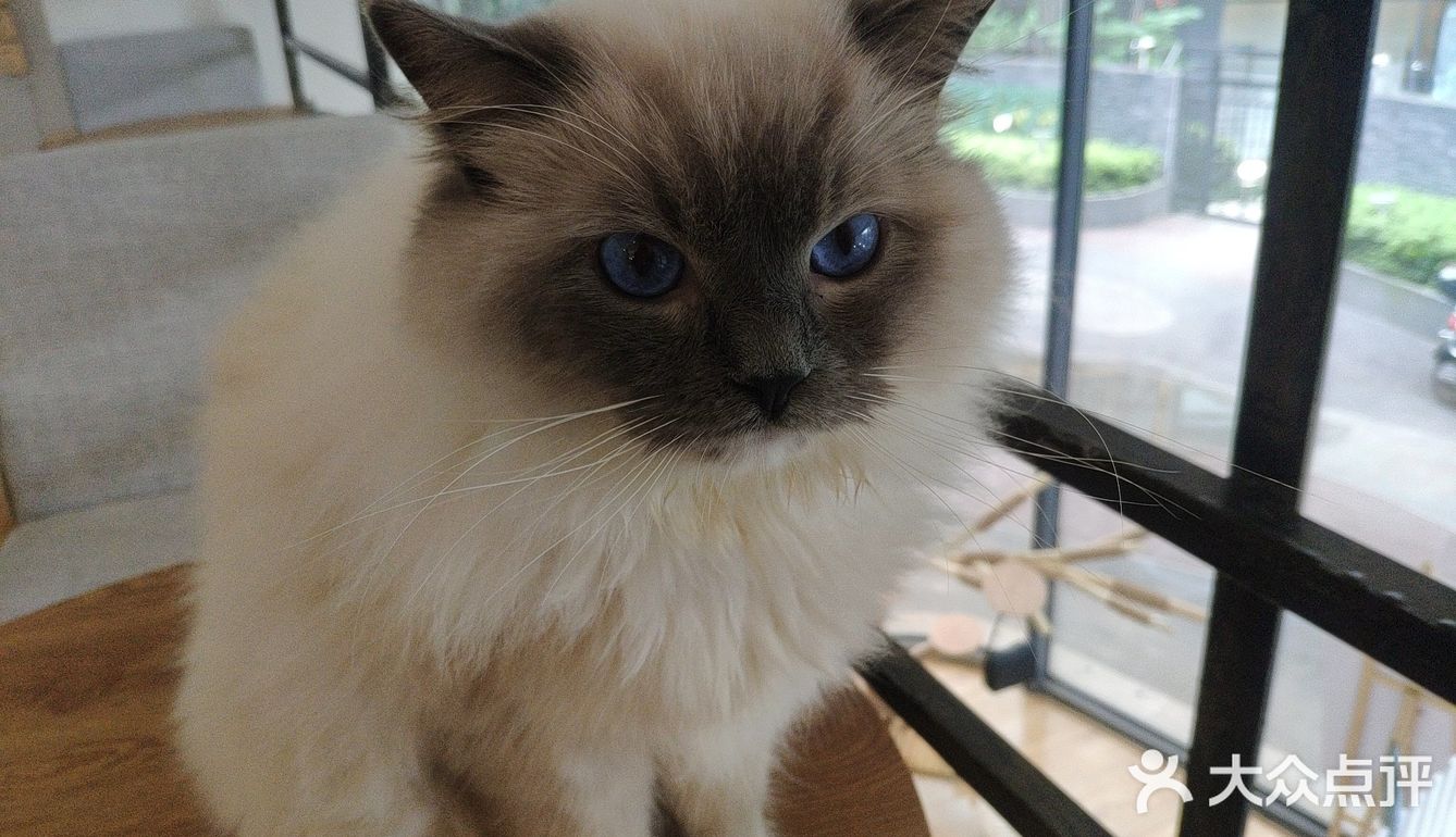 地铁口附近的猫咖店打卡