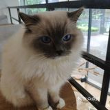 地铁口附近的猫咖店打卡