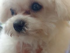 -瑞派康怡24h宠物医院·犬猫医疗中心·微创绝育(瑞景分院)