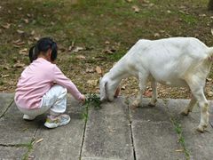 -福建鲤鱼洲酒店