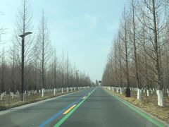 -黄海国家森林公园