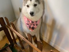 -Husky Go! 哈士奇体验馆·宠物咖啡厅狗咖
