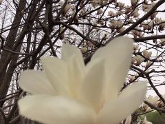 -石家庄市植物园