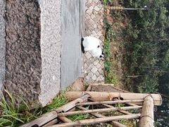 -普陀山风景区-佛顶山