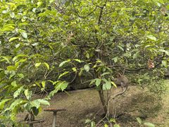 -吉隆坡雀鸟公园