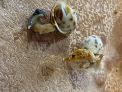 盐焗花螺-崖口红树林海鲜餐厅