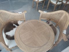 -共舞时光猫咖·狗咖(新街口店)