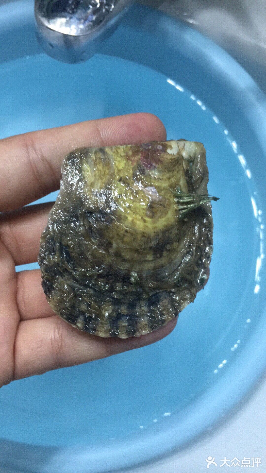 珍珠开蚌— 去年有一段时间时间，疯狂迷恋开蚌取珍珠
