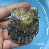 珍珠开蚌— 去年有一段时间时间，疯狂迷恋开蚌取珍珠