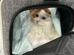 -纳吉亚猫专科动物诊疗中心(蒋宅口分院)