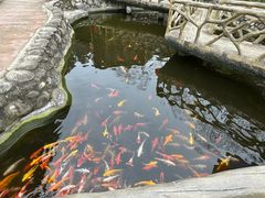 -都江堰玫瑰花溪谷