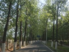 -合肥滨湖国家森林公园