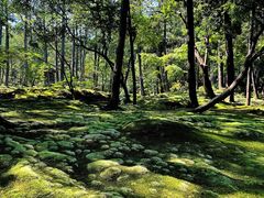 -西芳寺(苔寺)