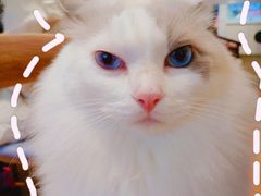 -绒爪撸猫下午茶·猫咖