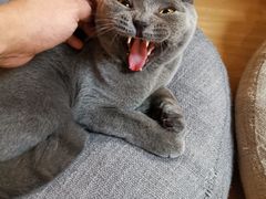 -猫和宫(六道口店)