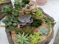 -三圣花乡旅游区