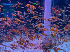 -海合安成都极地海洋公园