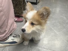 -半岛宠物医院24小时(白果林店)