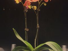 -望京辣宴·古法川菜(望京店)