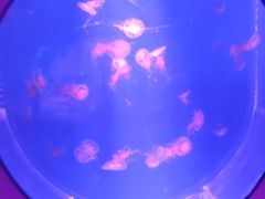 -海合安武汉极地海洋公园