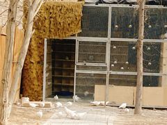 -哈密回王府景区