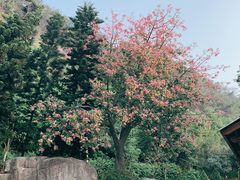 -狐尾山公园