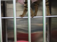 -瑞派动物医院·猫专科·至诚(江南中分院)