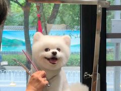 -樱桃家的宠物店(君安花园店)