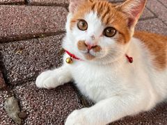 -红叶日本料理(三八广场店)