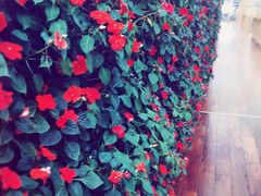 -傣妹火锅(狮子桥店)