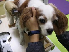 -美联众合动物医院·24h转诊中心